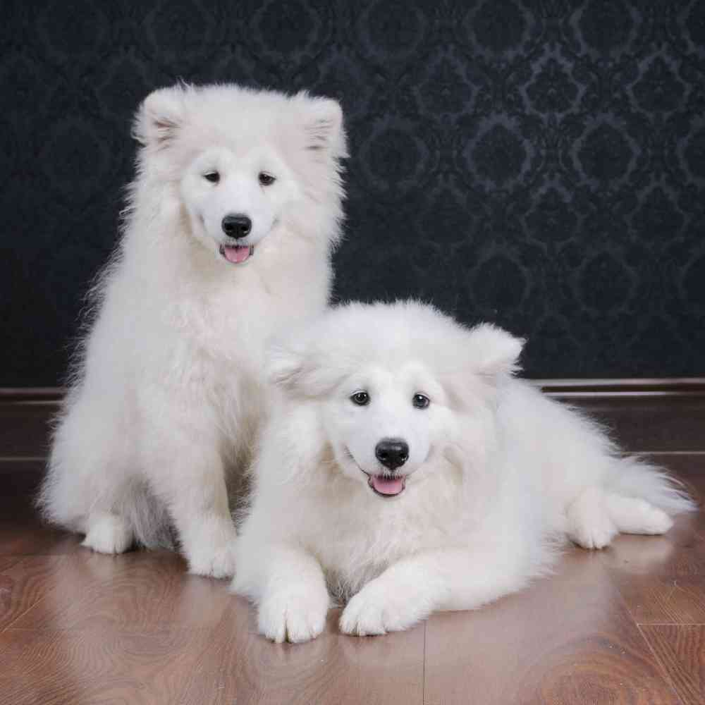 Samoyed Puppies for Sale