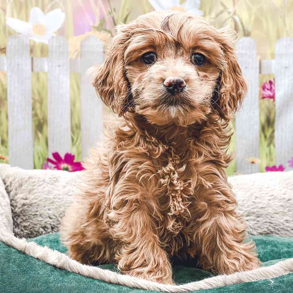 Cockapoo 2nd Gen image
