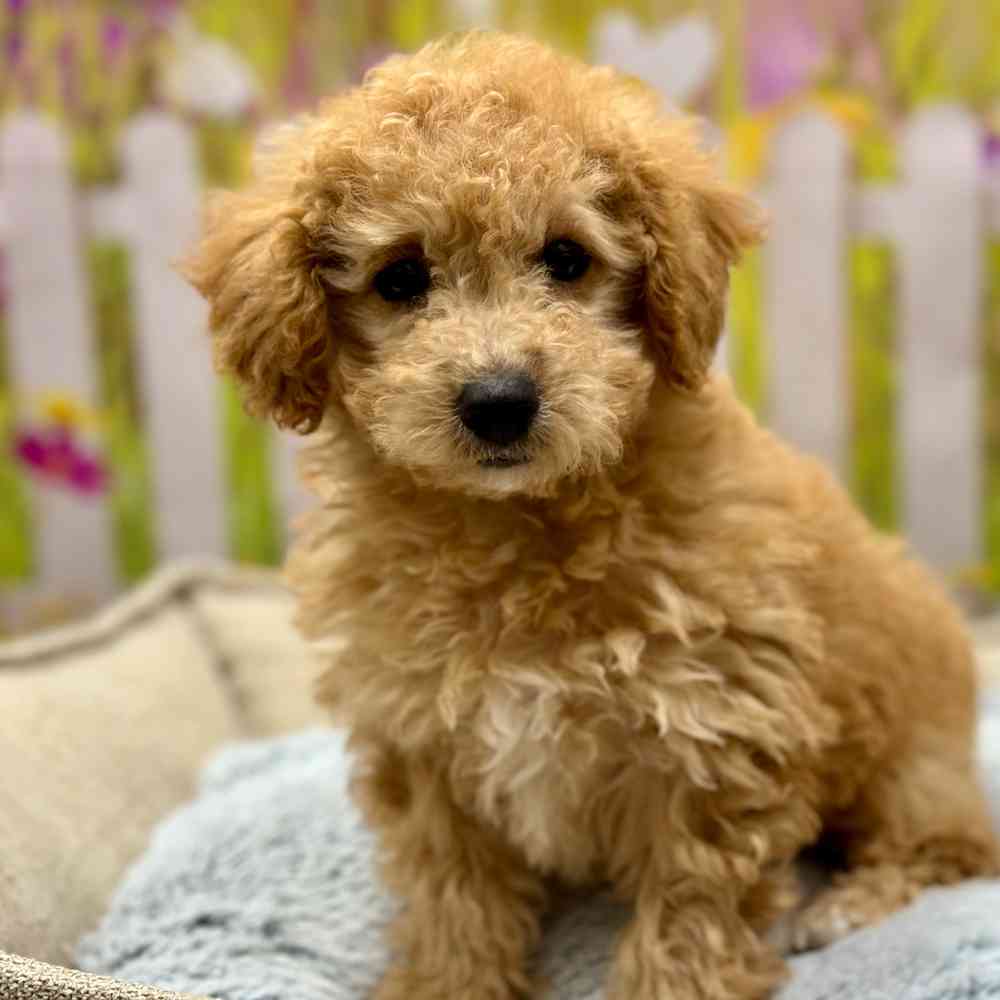 Bichon / Poodle For Sale | Shake A Paw Union