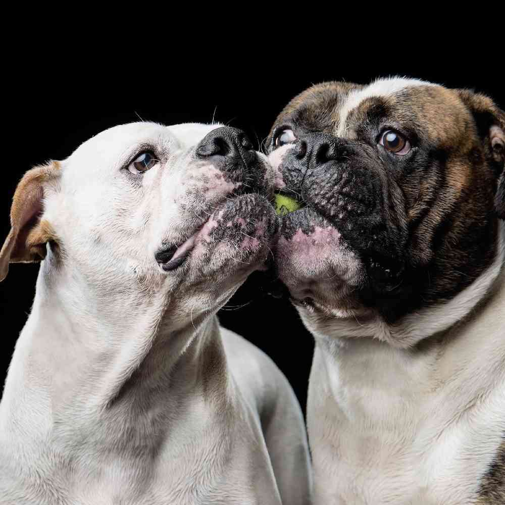 American Bulldog image