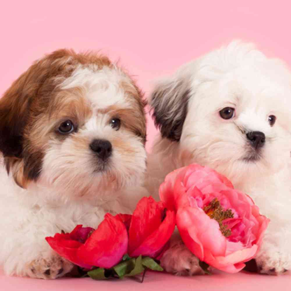 Maltese/Shih Tzu image