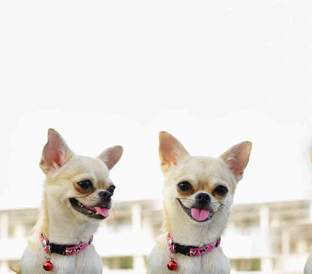Chihuahua image