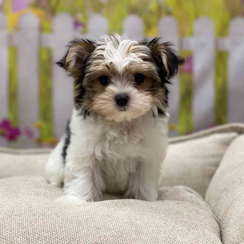 Why Do Yorkies Shake