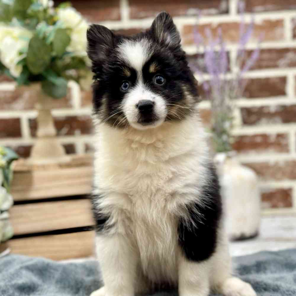 Pomsky 2nd Gen image