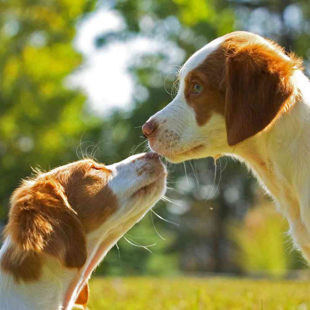 Brittany Spaniel image