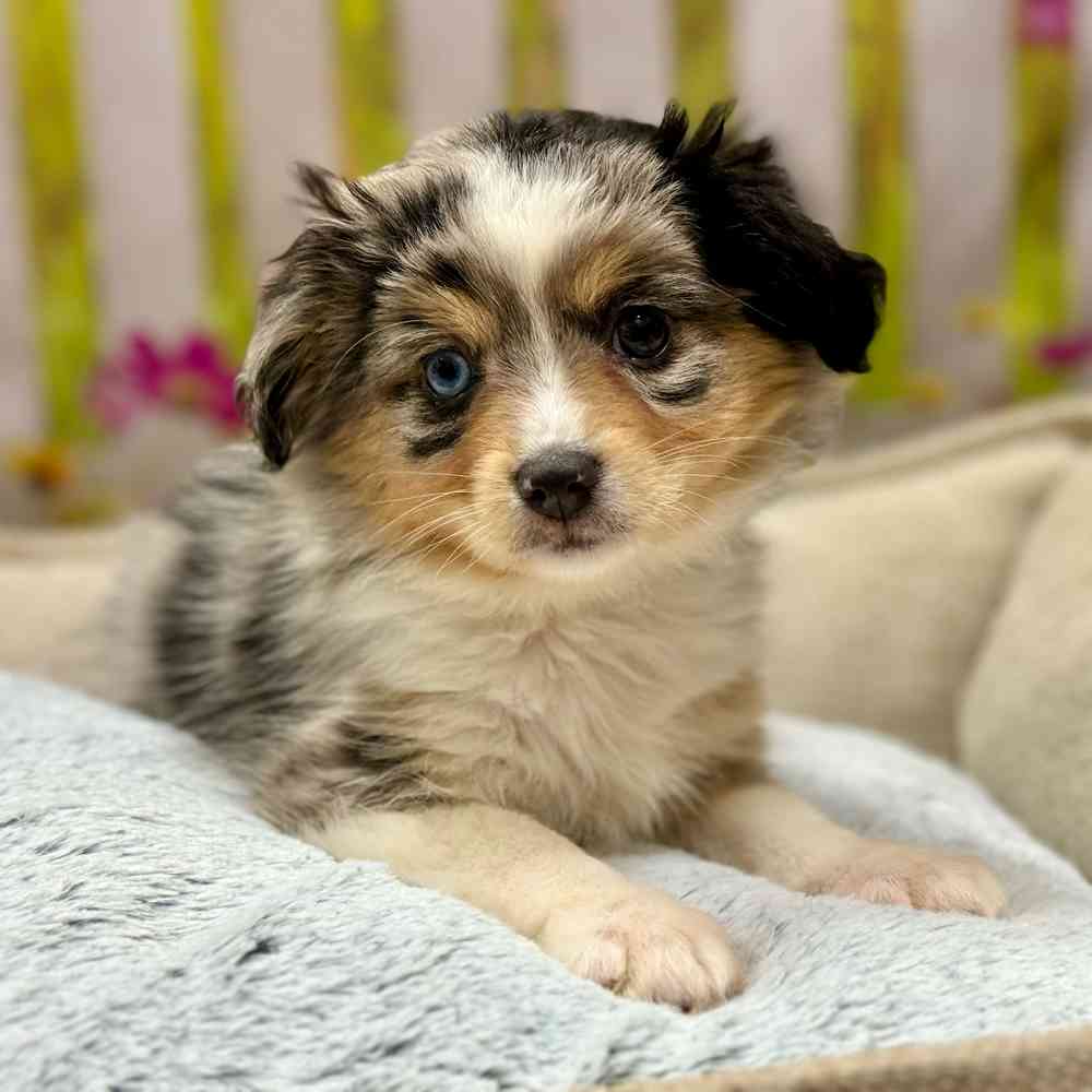 Toy Australian Shepherd image