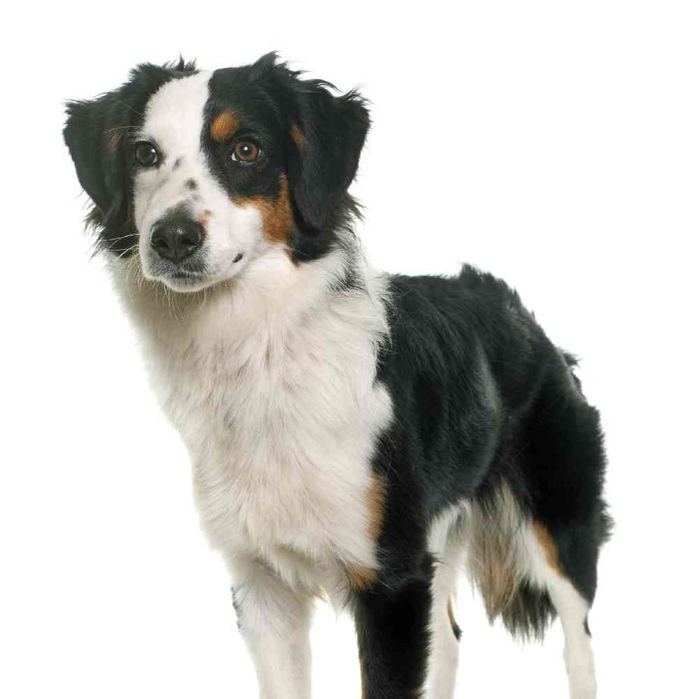 Miniature American Shepherd image