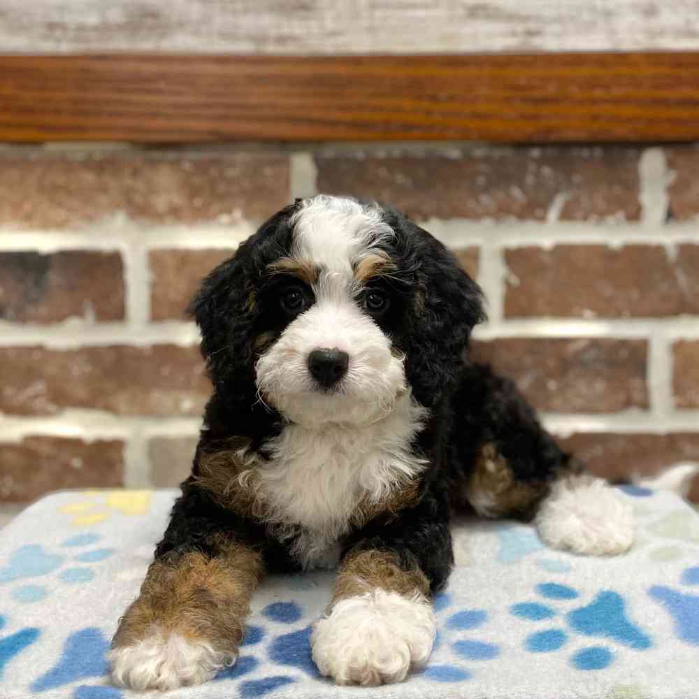 Mini Bernedoodle 2nd Gen image