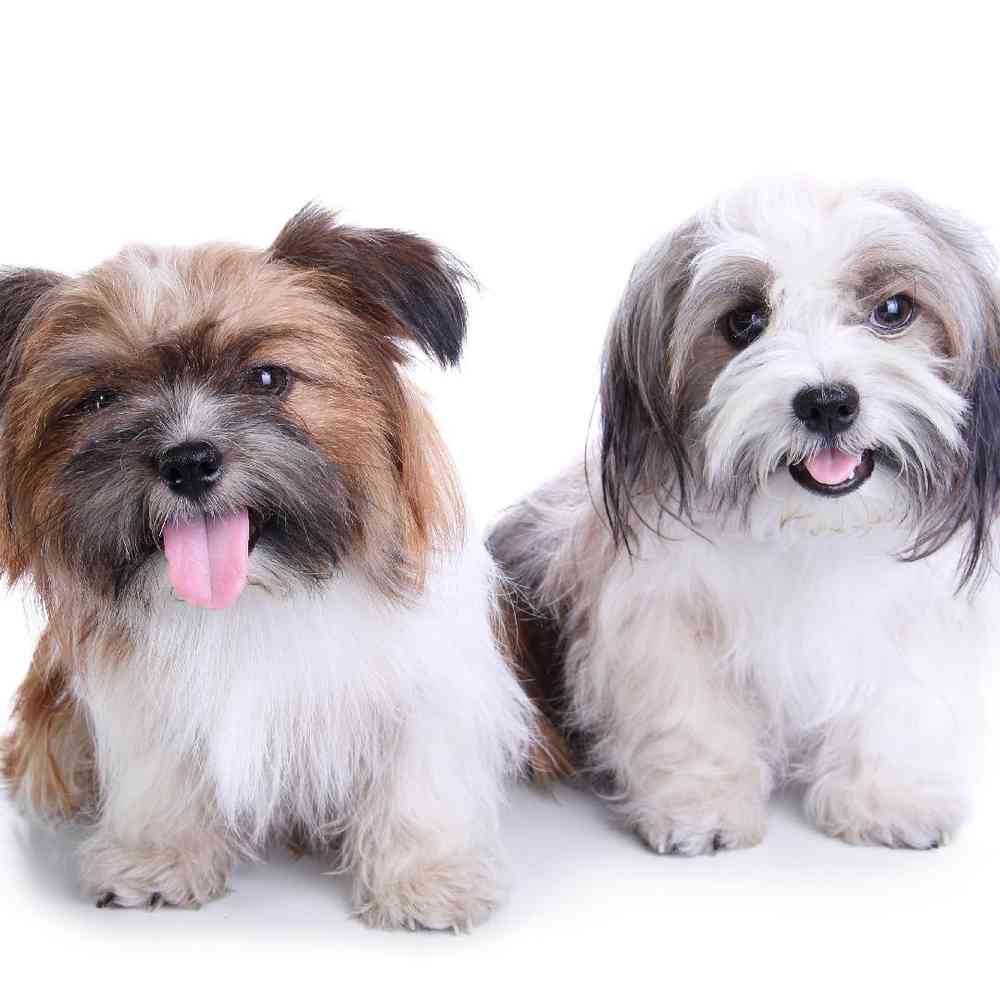 Havanese image