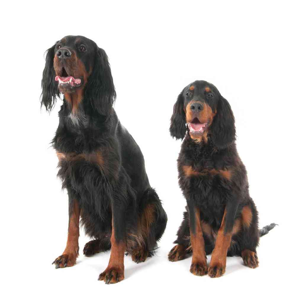 Gordon Setter image