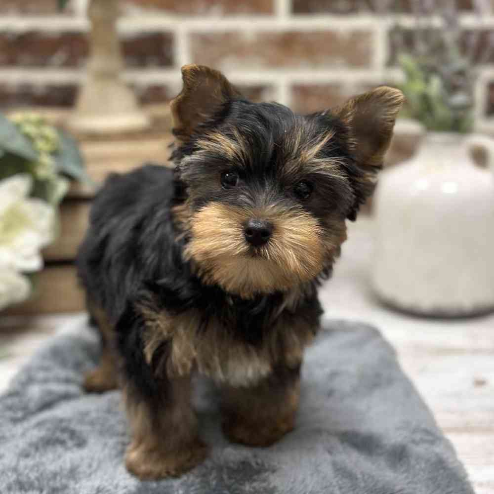 Male Yorkshire Terrier Puppy for Sale in Union, NJ