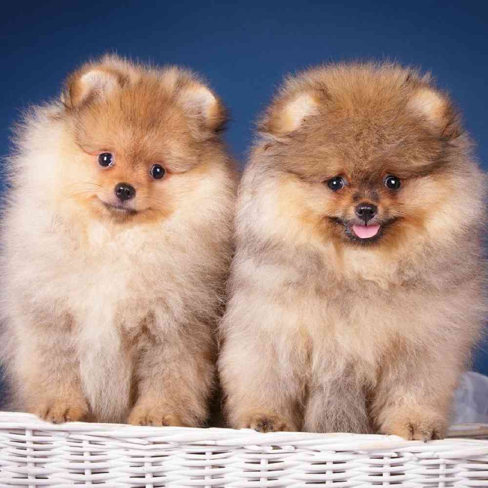 Pomeranian Puppies for Sale