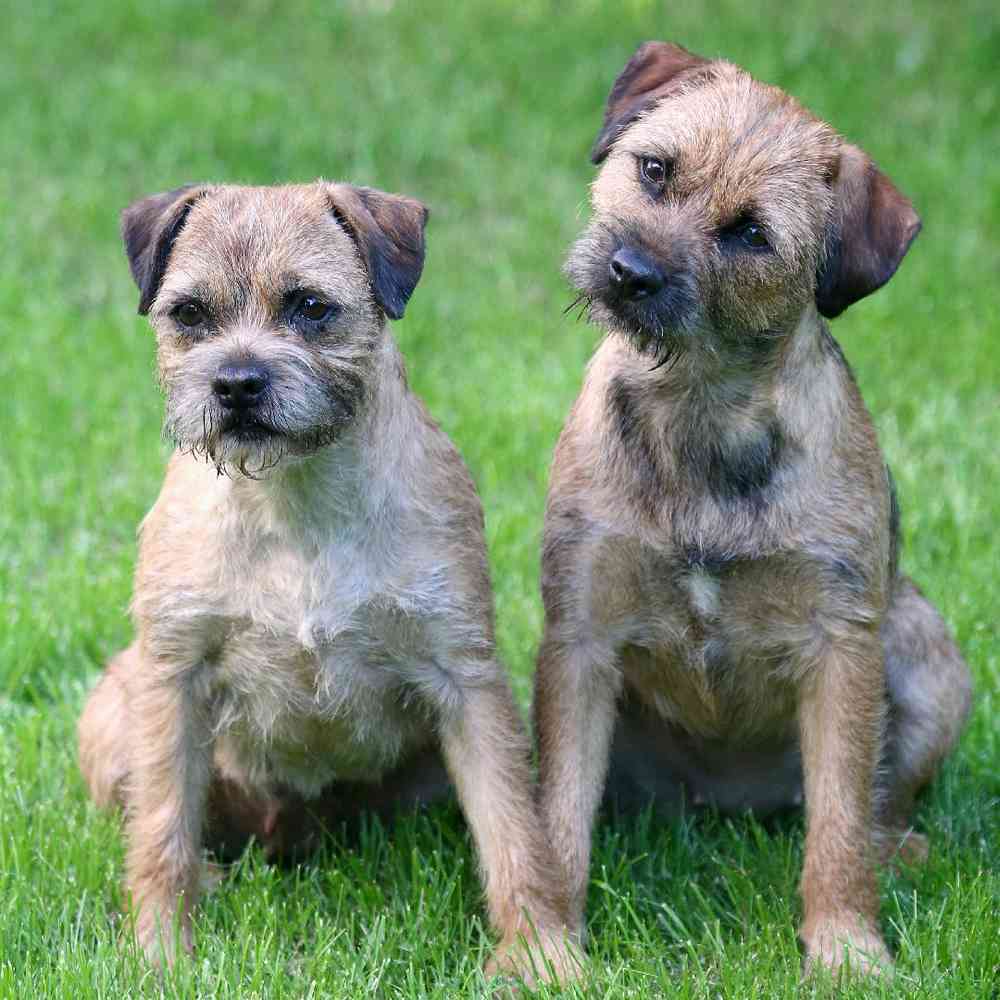 Border Terrier image