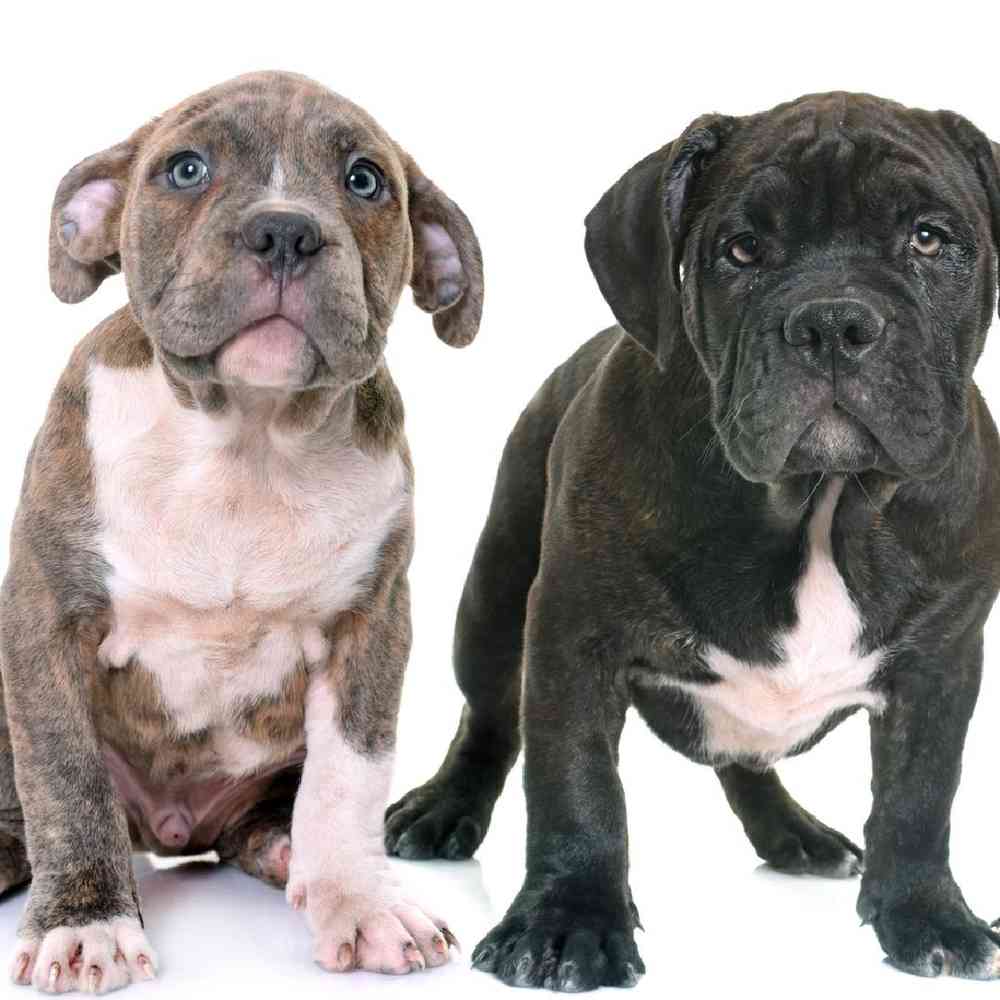 American Staffordshire Terrier image