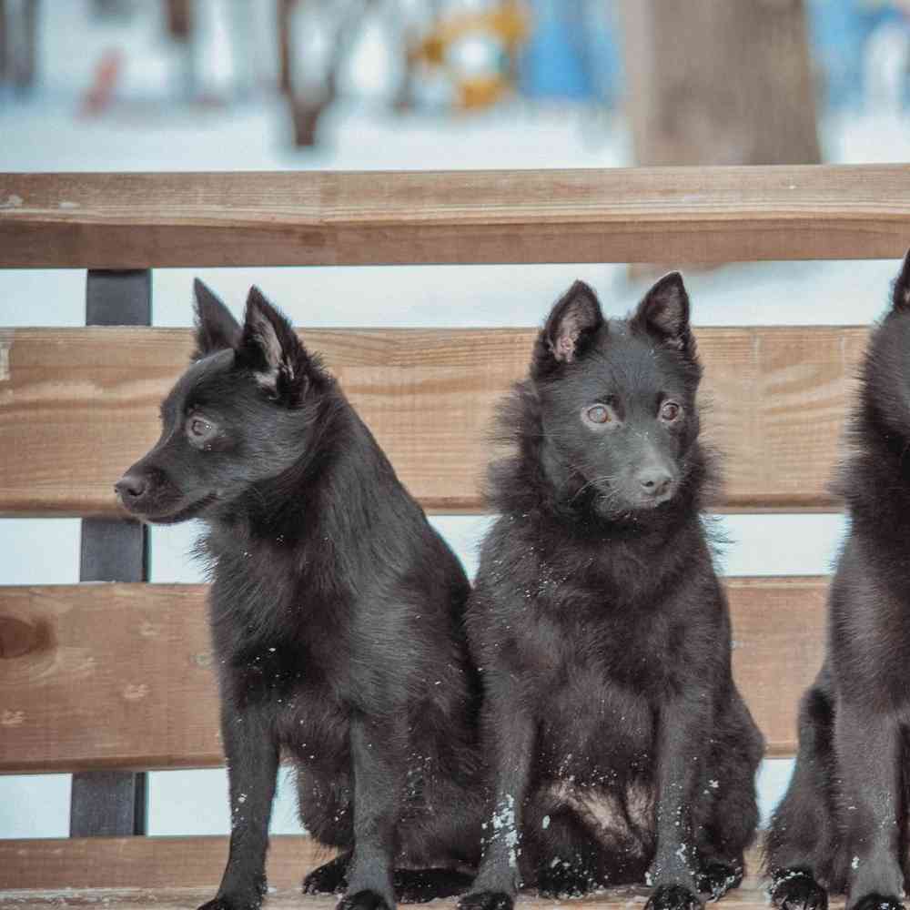 Schipperke image