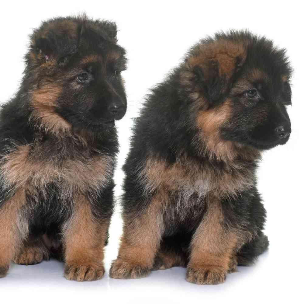 German Shepherd Puppies for Sale