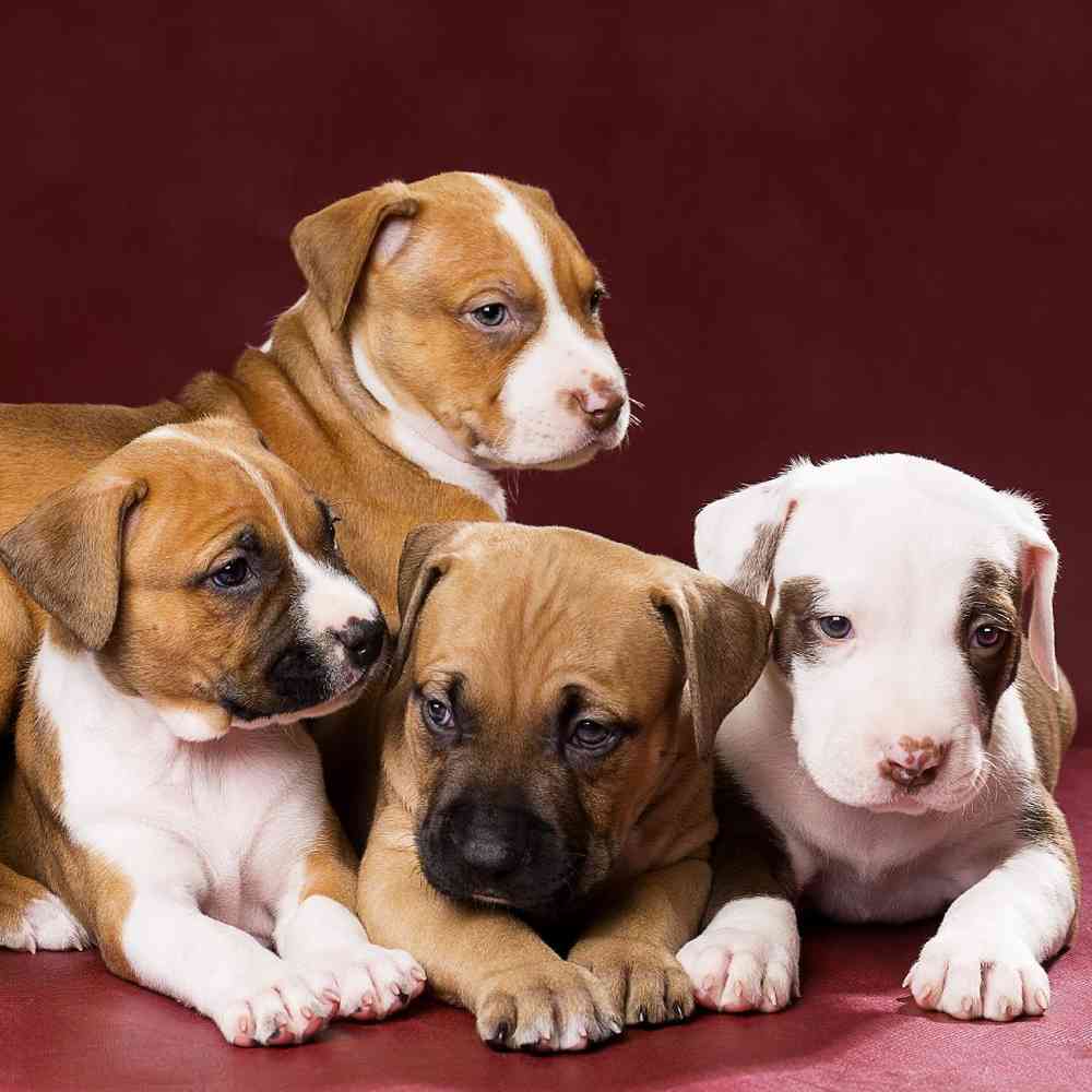 American Pit Bull Terrier image