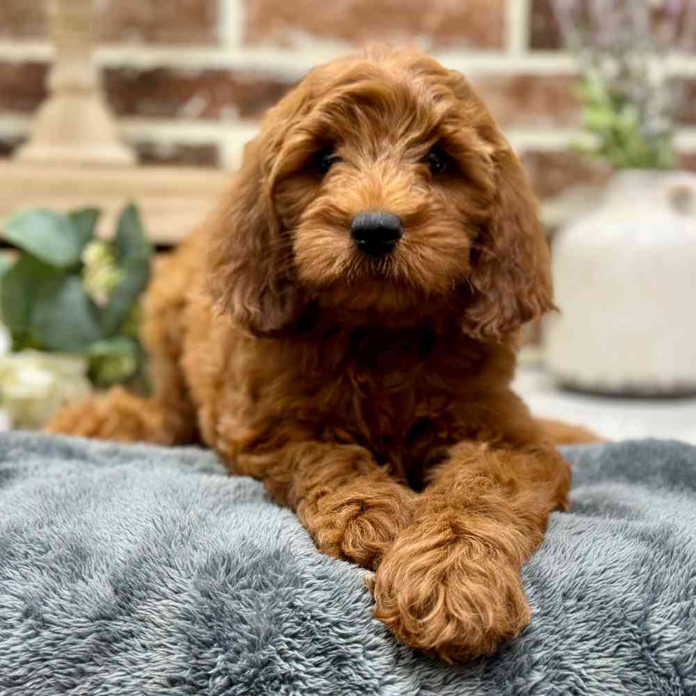 Mini Irishdoodle 2nd Gen image