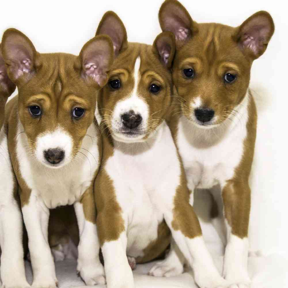 Basenji image