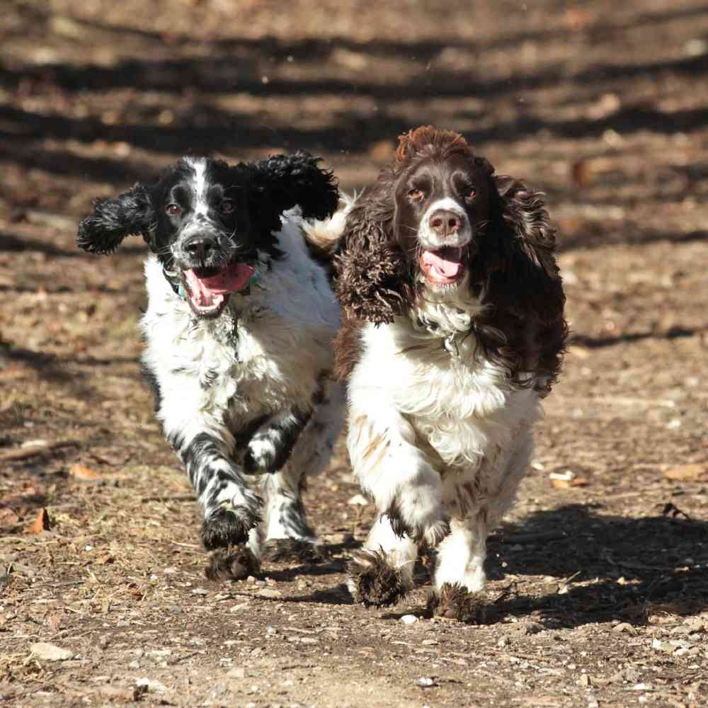 English Springer Spaniel image