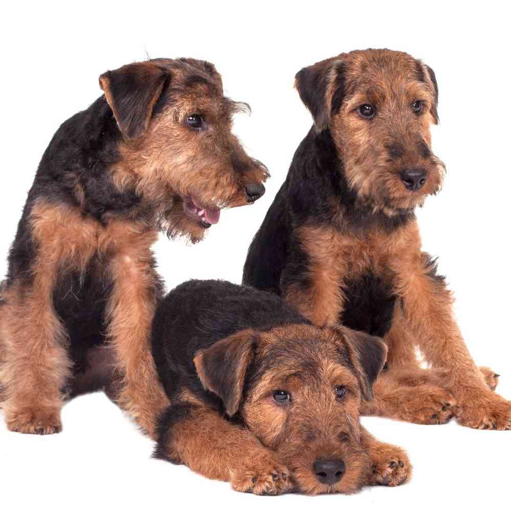 Welsh Terrier image