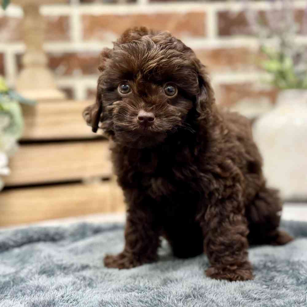 Mini Aussiedoodle image