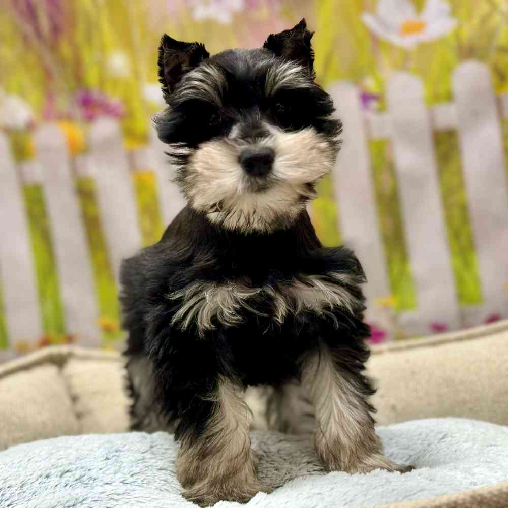 Mini Schnauzer For Sale Shake A Paw Union