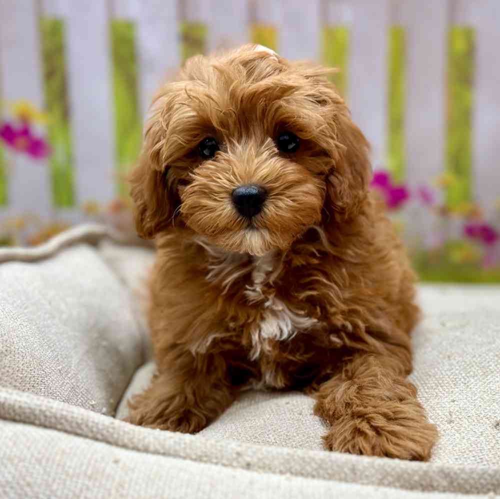 Cavapoo 2nd Gen image