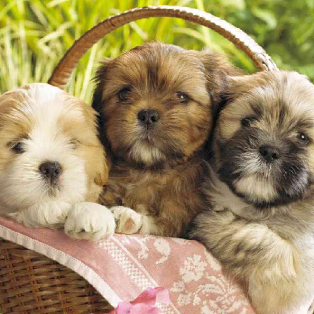 Teddy Bear Puppies for Sale
