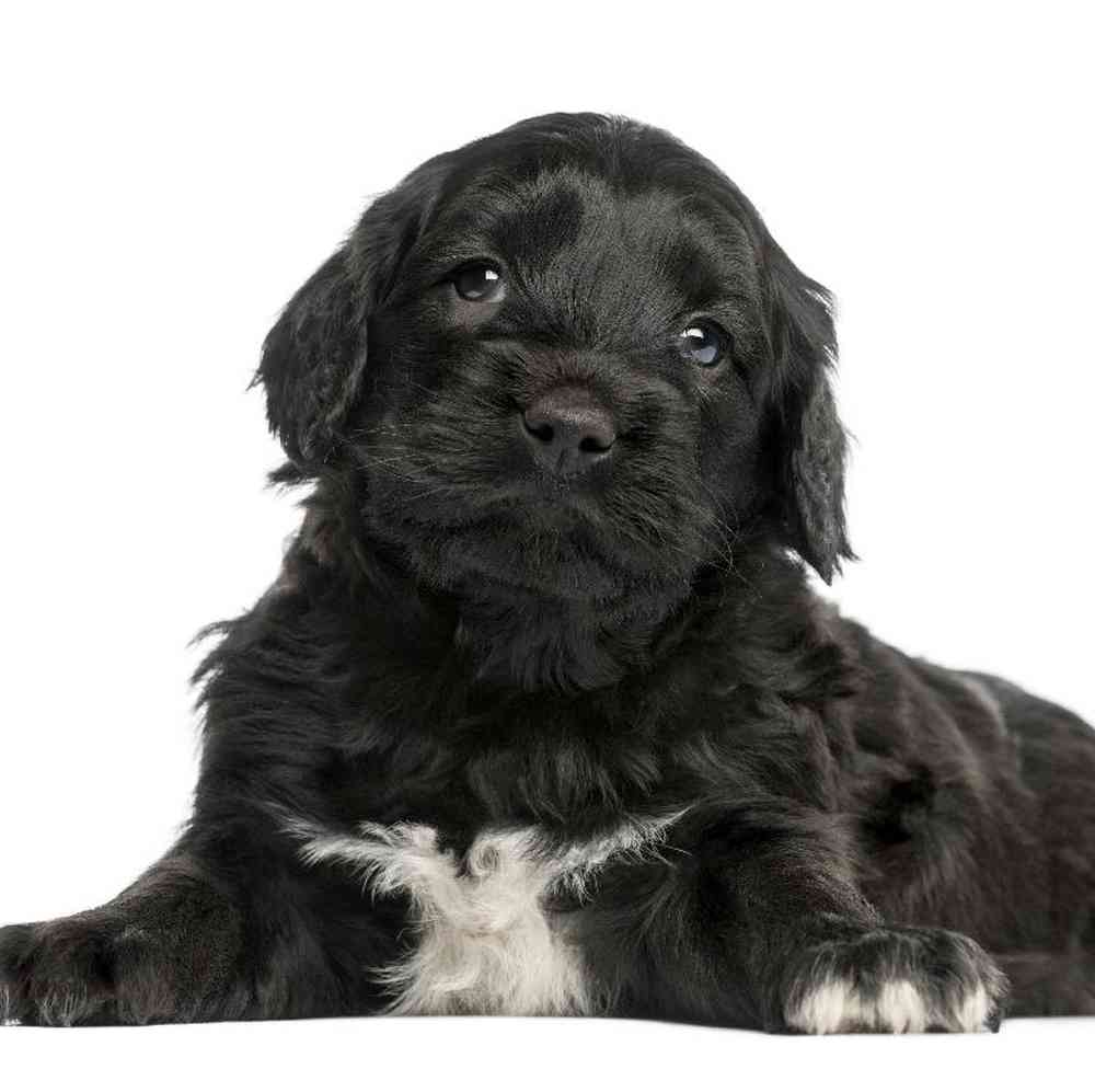 Portuguese Water Dog image