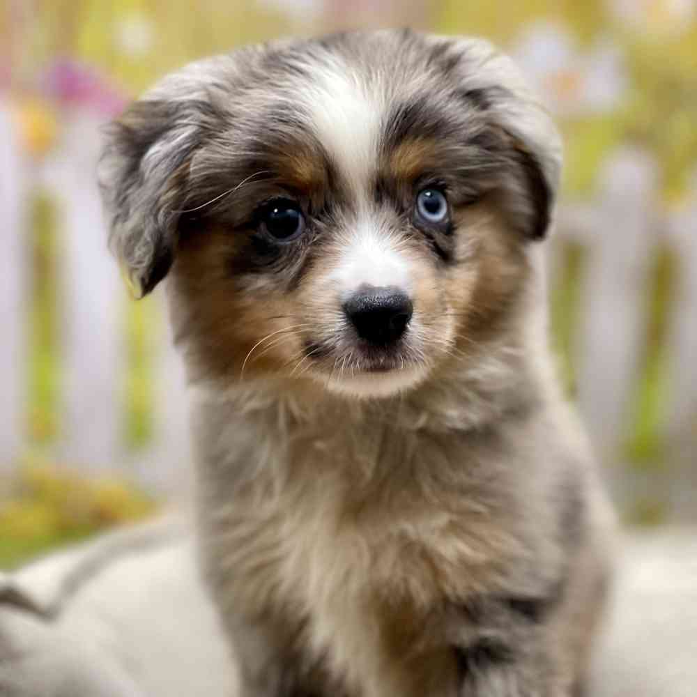 Miniature American Shepherd Blue Merle