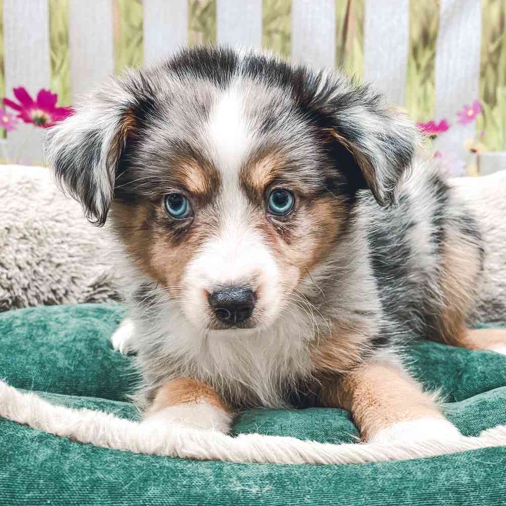 Toy Australian Shepherd image