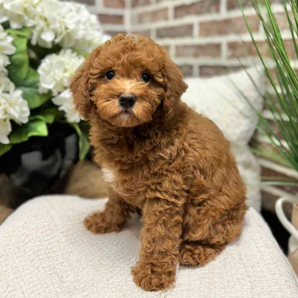 Mini Labradoodle 2nd Gen image