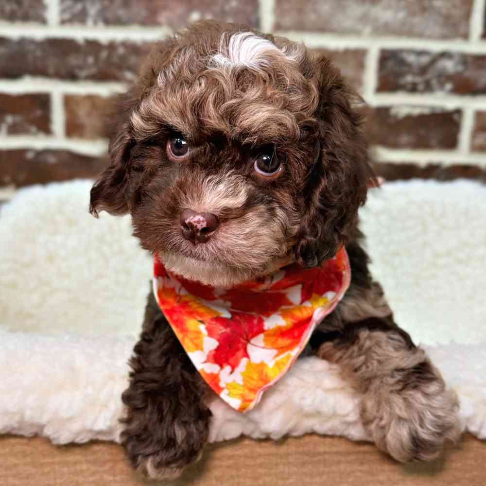 Mini Newfy-Poo 2nd Gen image