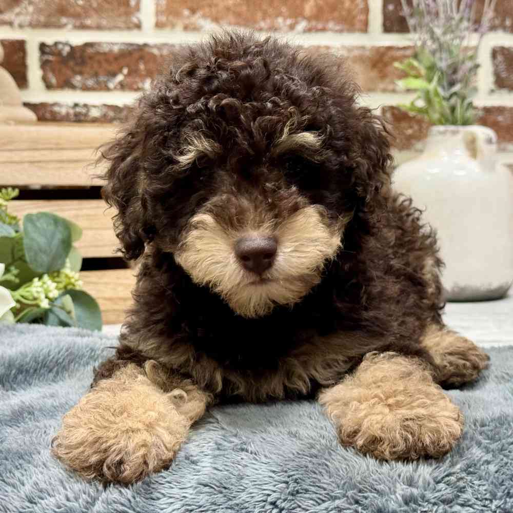 Mini Goldendoodle 2nd Gen image