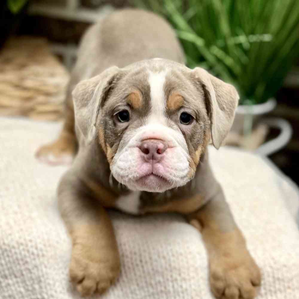 Bulldog / Beabull image