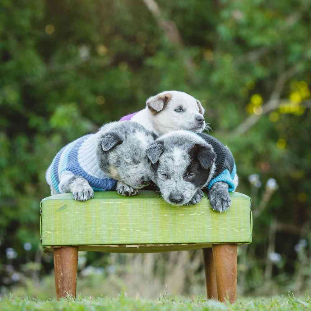 Australian Cattle image