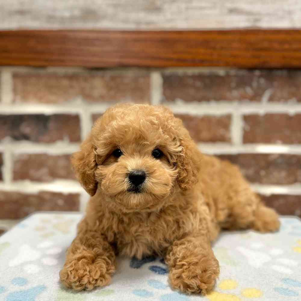 Mini Labradoodle 2nd Gen image