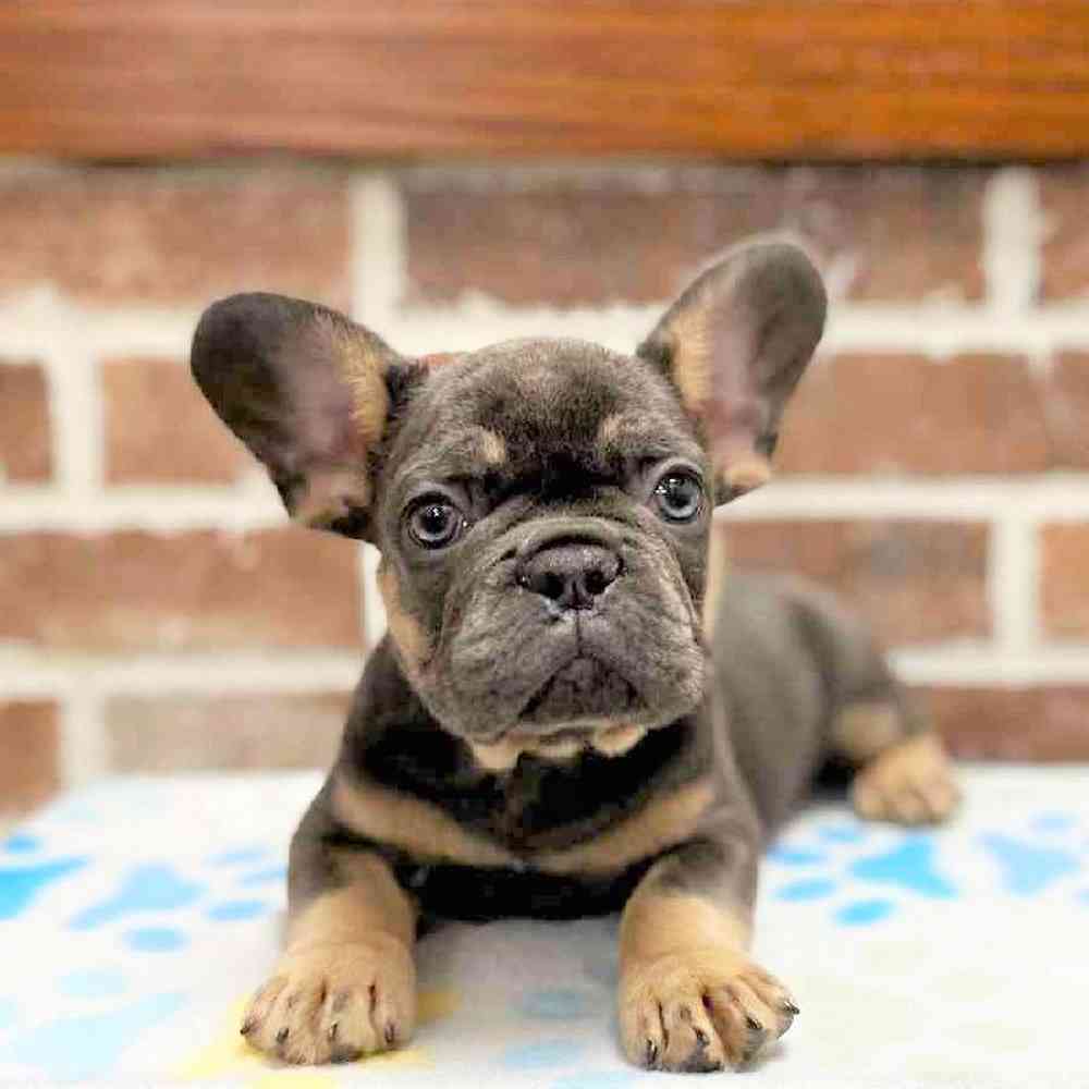 Male French Bulldog Puppy for Sale in Green Brook, NJ