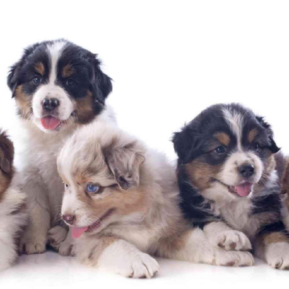 Mini Australian Shepherd image