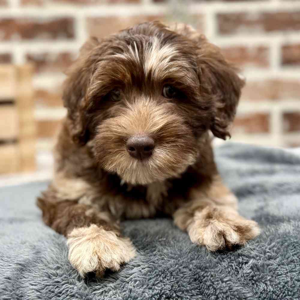 Mini Whoodle image