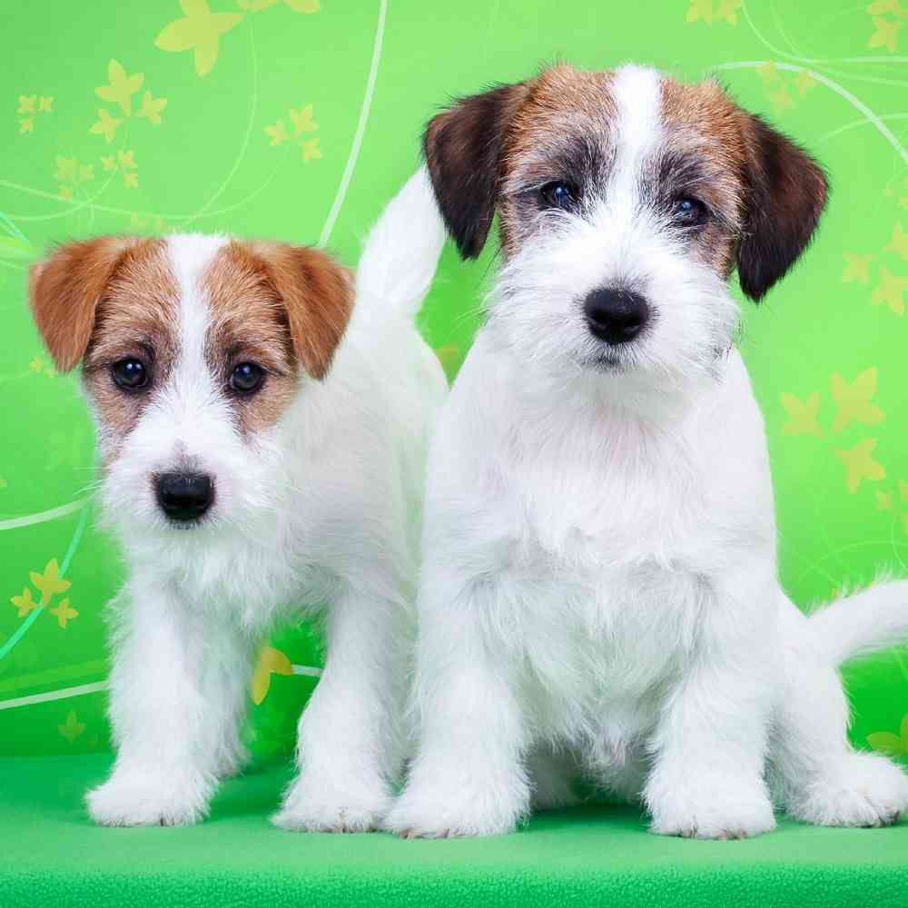 Jack Russell Terrier image