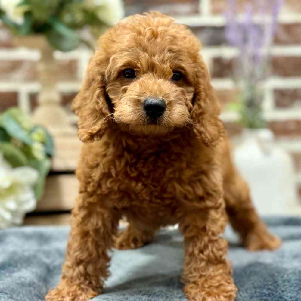 Mini Labradoodle 2nd Gen image