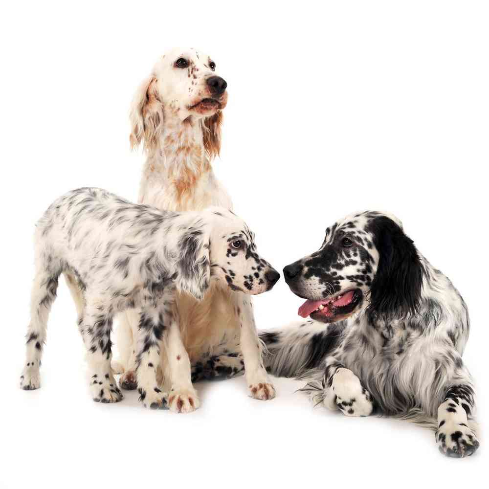 English Setter image