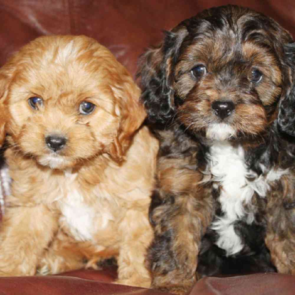 Cavapoo Puppies for Sale