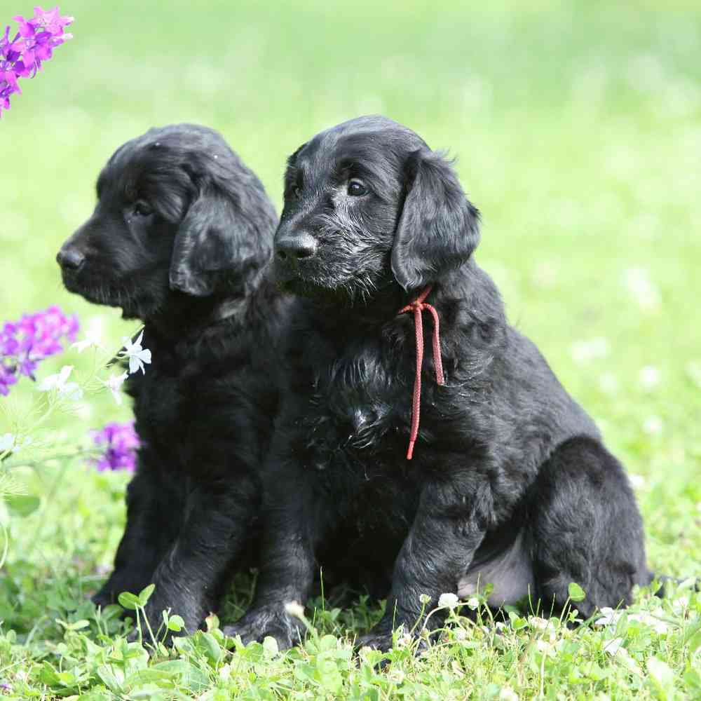 Flat-Coated Retriever image