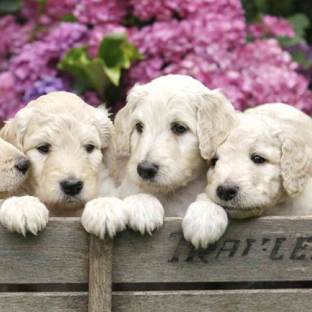 Mini Goldendoodle Puppies for Sale
