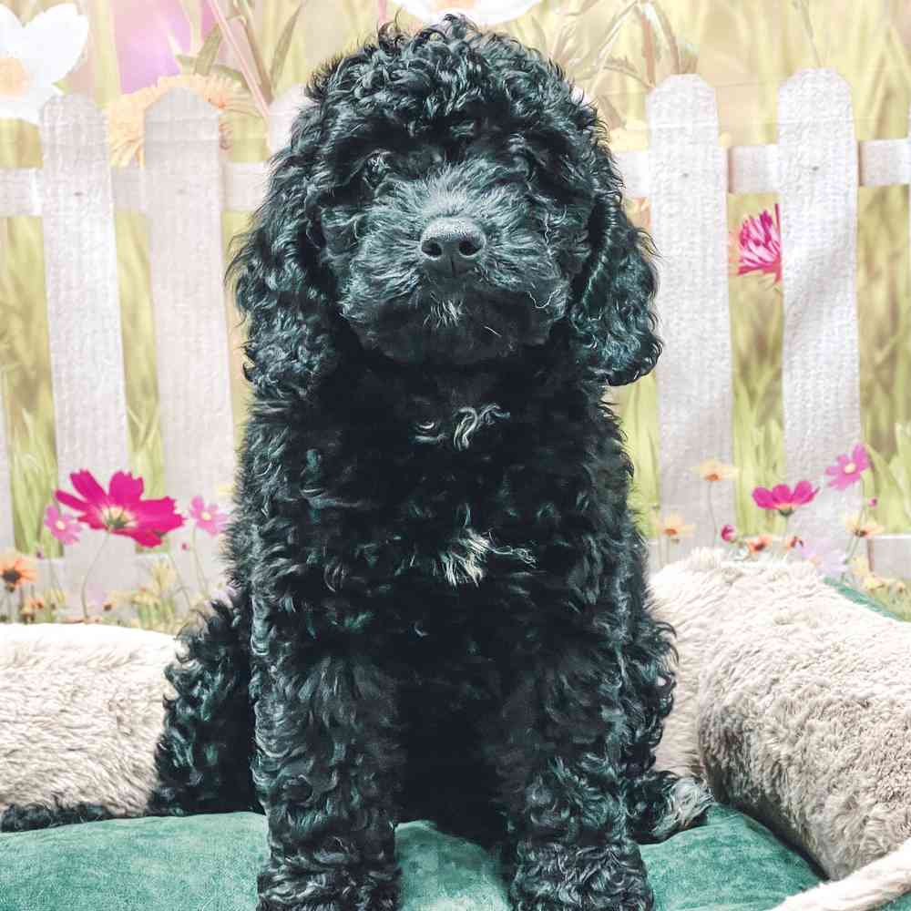 Mini Goldendoodle 2nd Gen image