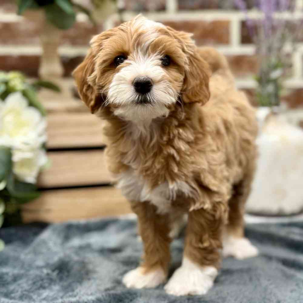 Mini Goldendoodle 2nd Gen image