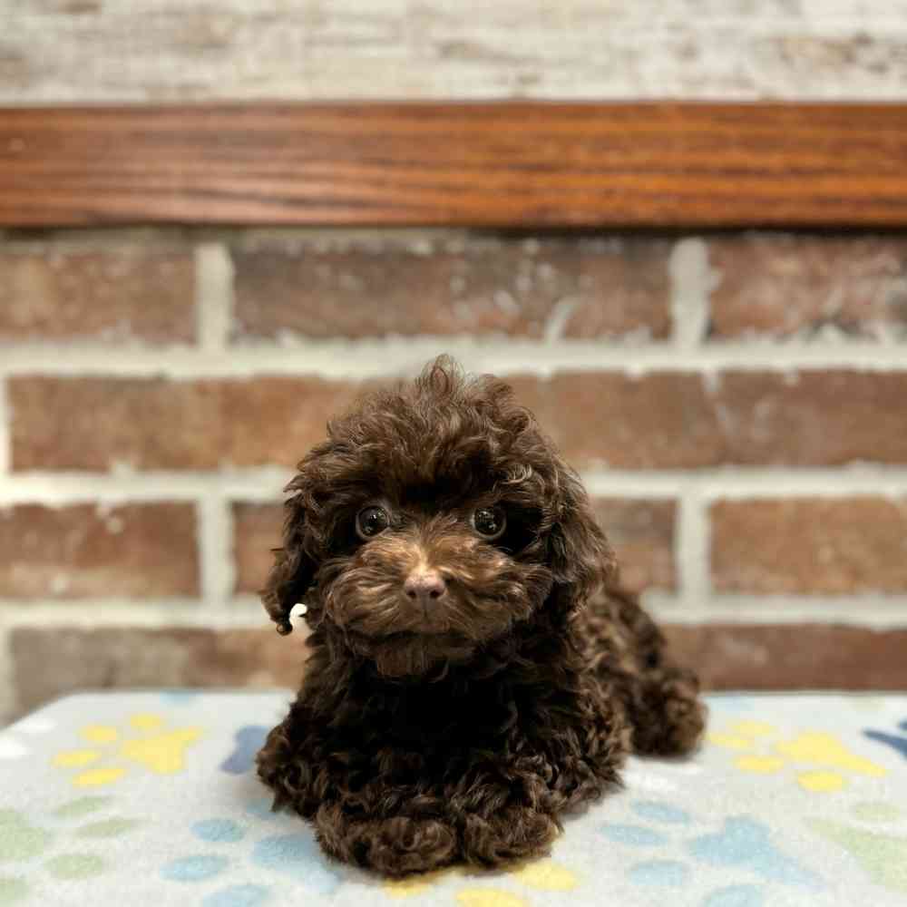 About Toy Poodle Breed